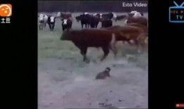 牛牛在线免费视频,畅享海量精彩内容，轻松解锁娱乐新境界